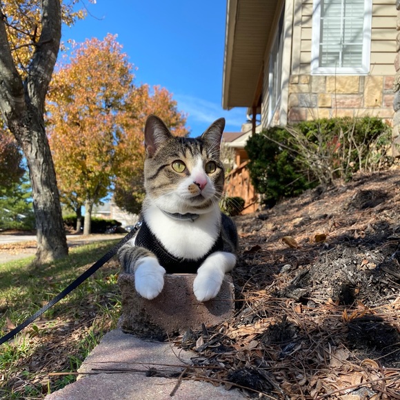 Meet your Posher, Brandon - Picture 1 of 1